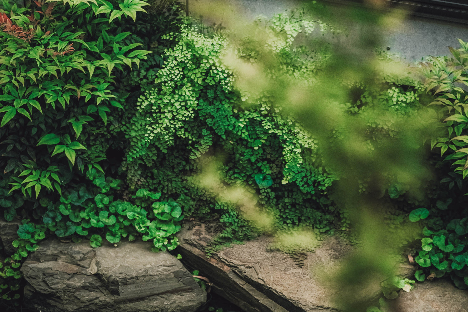 Sozu · Leaves 素作｜茶